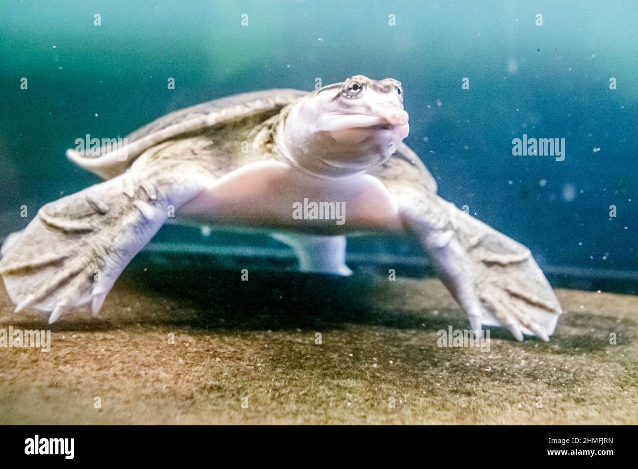 Sanibel Island Florida, Sanibel-Captiva Conservation Foundation SCCF, Weichschildkröte Apalone Ferox Wasserbecken Stockfoto