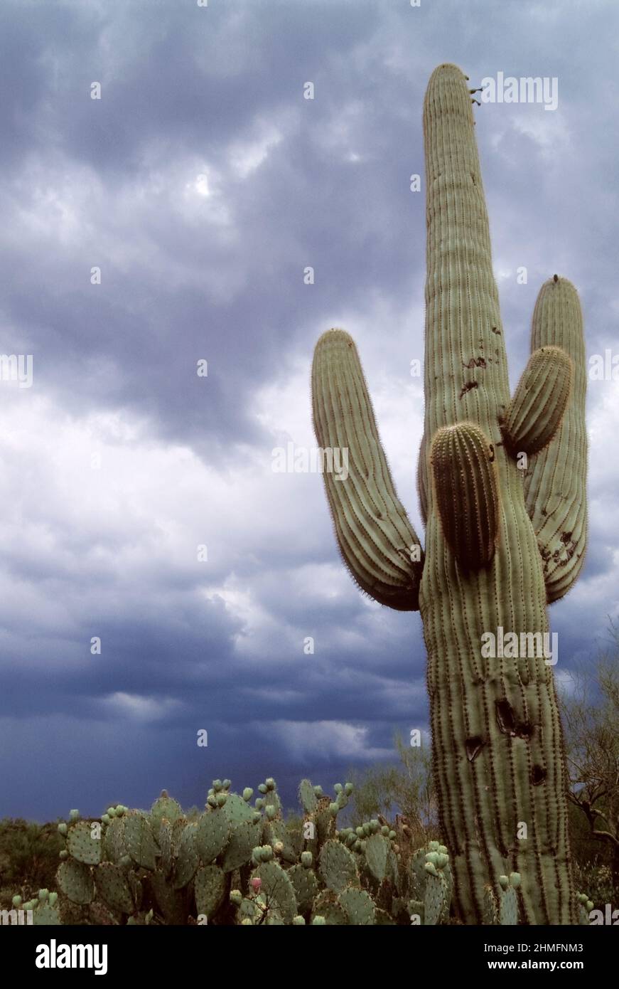 Sich nähernde Stürme während des Sommermonsuns im Saguaro National Park East, Tucson, Arizona Stockfoto