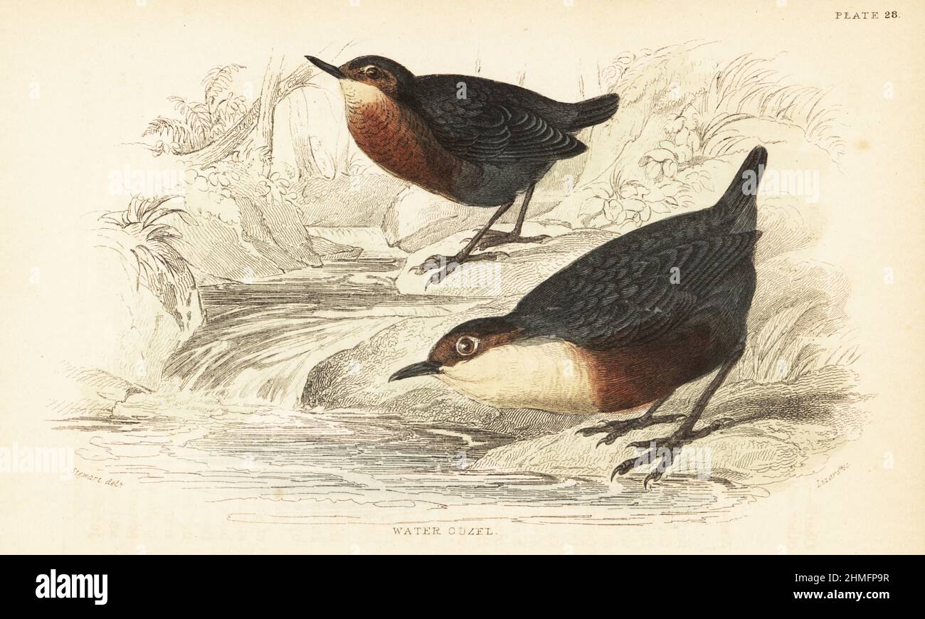 Weißer Wassertropfen oder Wassertropfen, Cinclus cinclus, an einem Flussufer. Handkolorierter Stahlstich von Lizars nach einer Illustration von James Stewart von J.M. Bechstein’s Cage and Chamber-Birds, George Bell, Covent Garden, London, 1889. Stockfoto