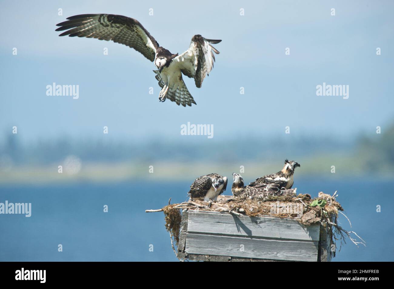 Familie Osprey (Pandion haliatus) auf einer künstlichen Nistplattform am Cascade Reservoir in SW Idaho Stockfoto