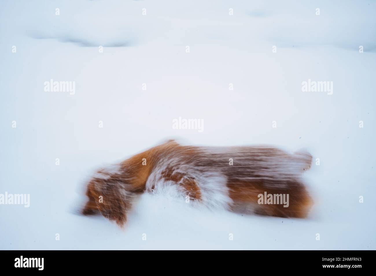 Spaniel im Schnee Stockfoto