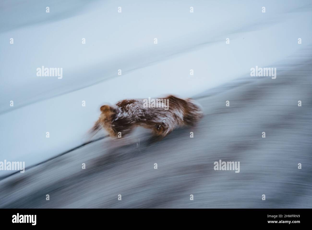 Spaniel im Schnee Stockfoto