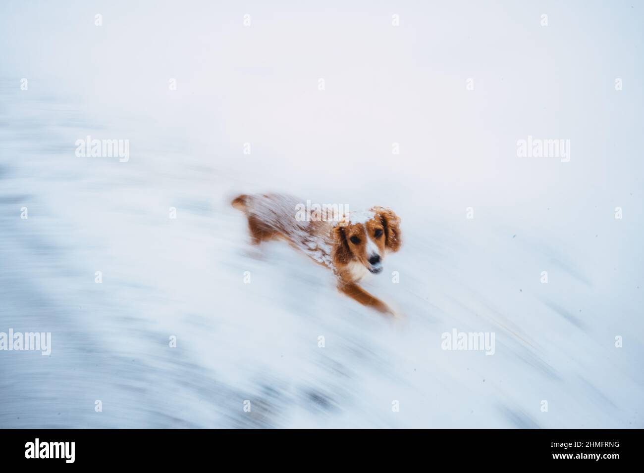 Spaniel im Schnee Stockfoto