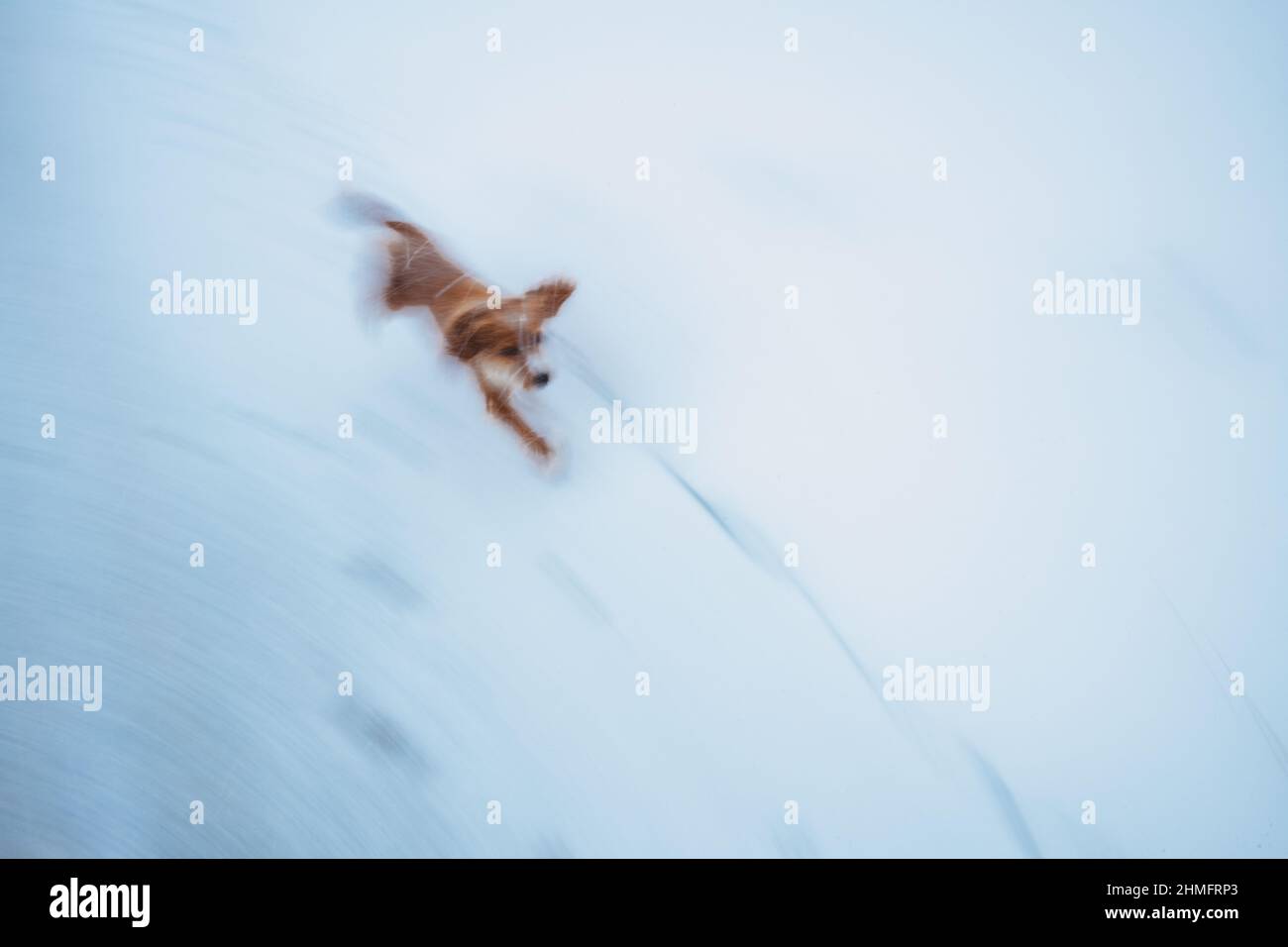 Spaniel im Schnee Stockfoto