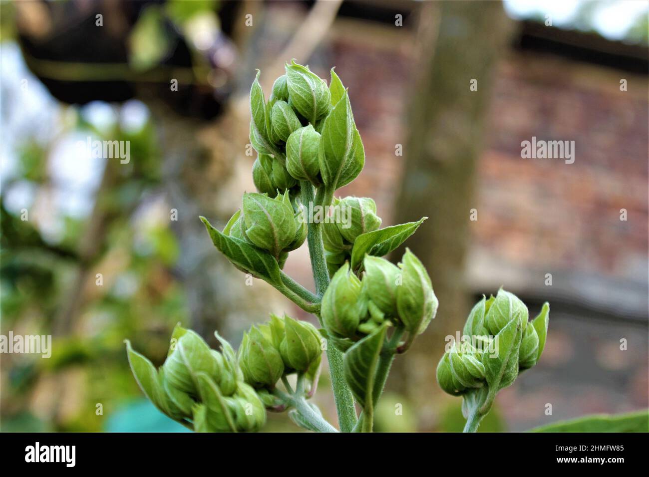Augentrompell, Ruhrasia, Makro, Stockfoto, Bild Und Rights Managed Image. Verbascum - Mullein Puzzle Stockfoto