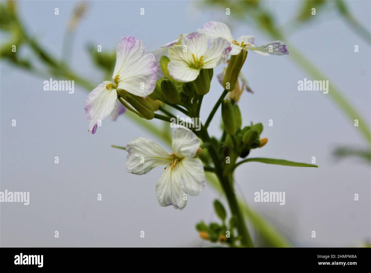 Augentrompell, Ruhrasia, Makro, Stockfoto, Bild Und Rights Managed Image Stockfoto