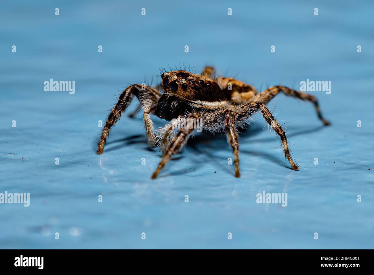 Erwachsene Weibliche Graue Wand Spinne der Art Menemerus Bivittatus Stockfoto