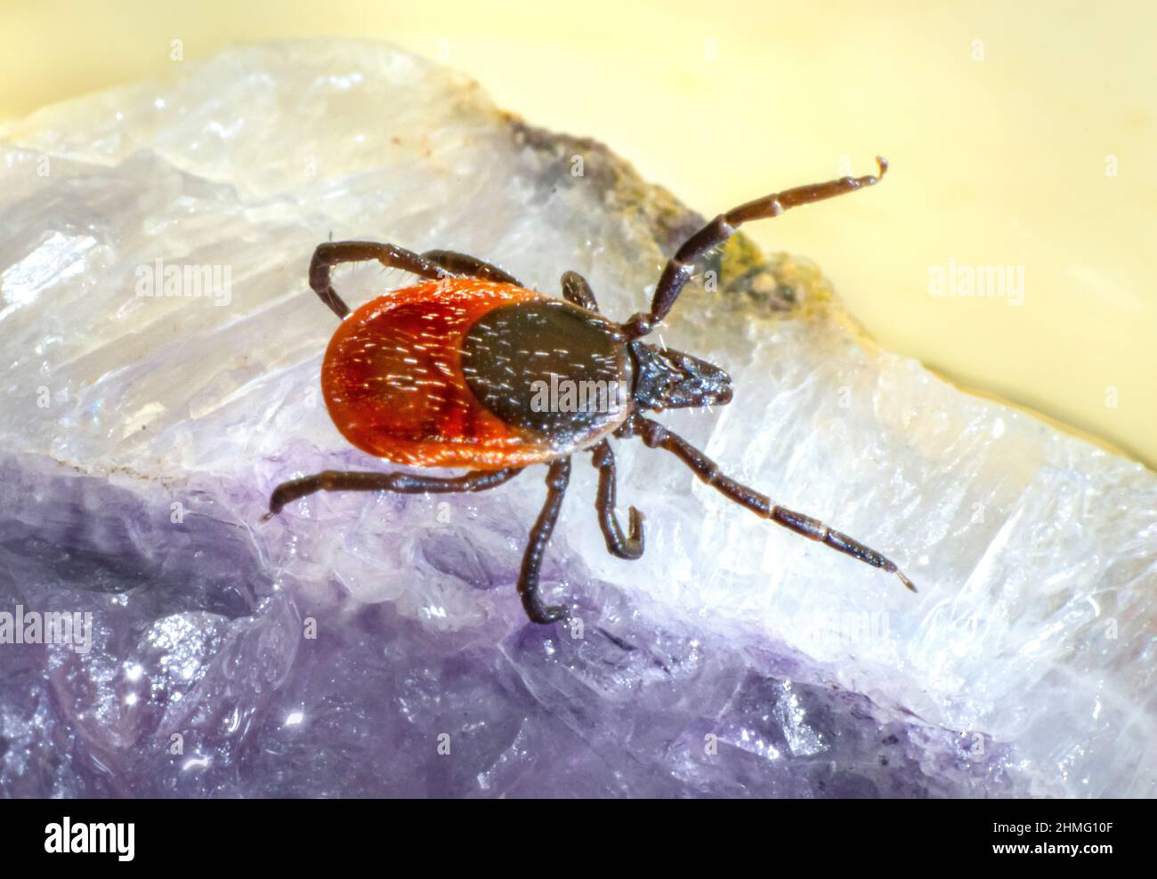 Die Rizinuspflanze Zecke (Ixodes Ricinus) Stockfoto