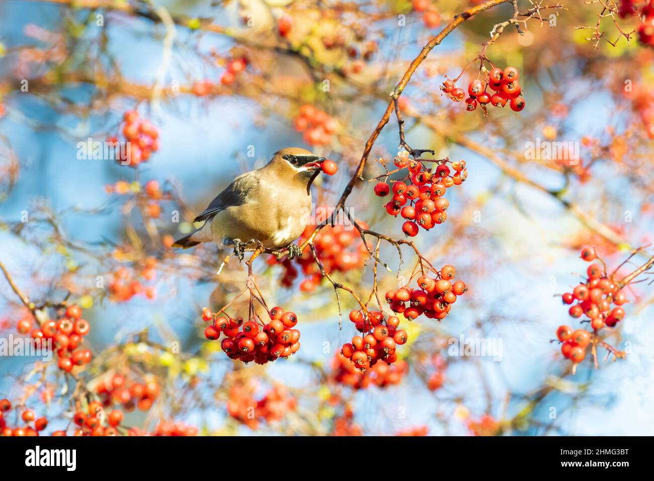 Zedernwachsflügel mit roten Beeren Stockfoto