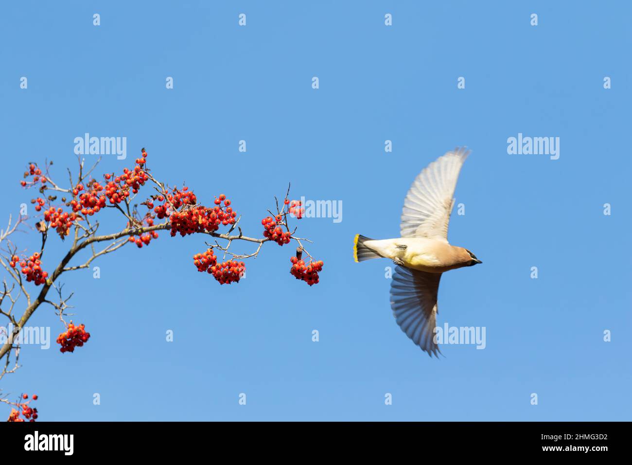 Zedernwachsflügel mit roten Beeren Stockfoto