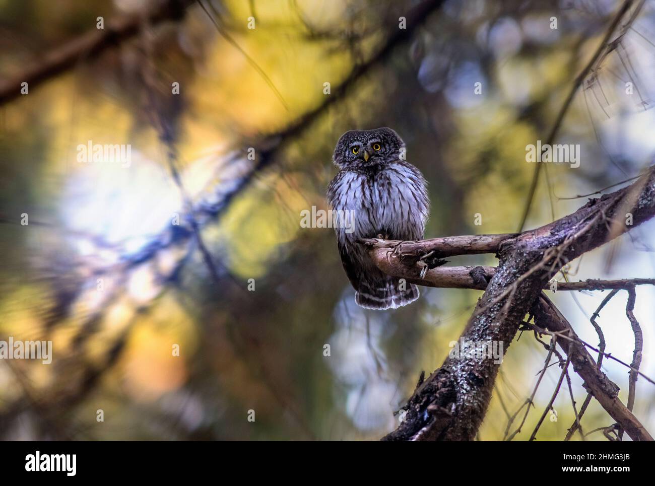 Eurasische Sperlingskauz (Glaucidium Passerinum) Stockfoto