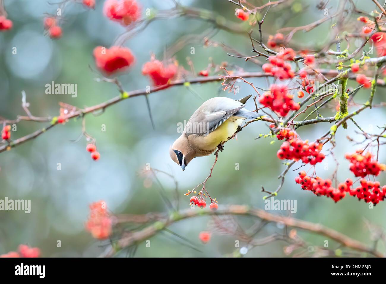 Zedernwachsflügel mit roten Beeren Stockfoto