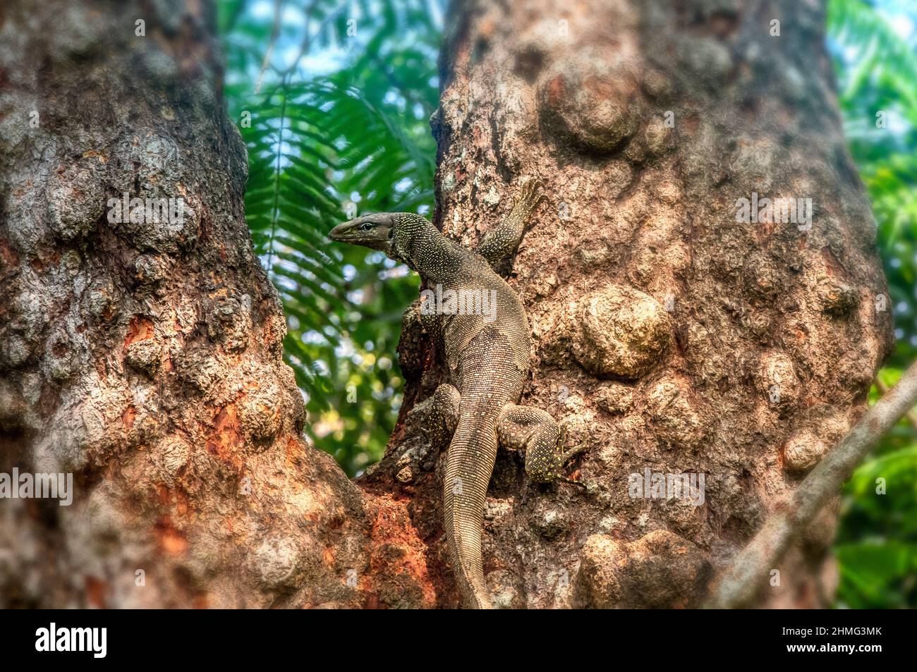 Asiatischer Wasser-Monitor (Varanus Salvator) Stockfoto