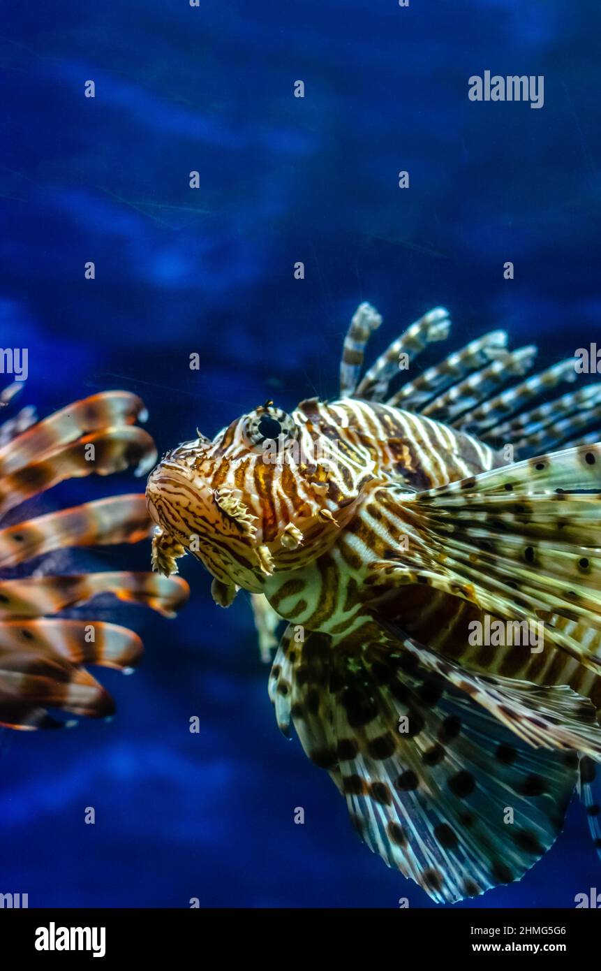 Eine Nahaufnahme eines Löwenfisches, der vor einem verschwommenen Hintergrund in einem kristallklaren Wasser eines Salzwasseraquariums schwimmt Stockfoto