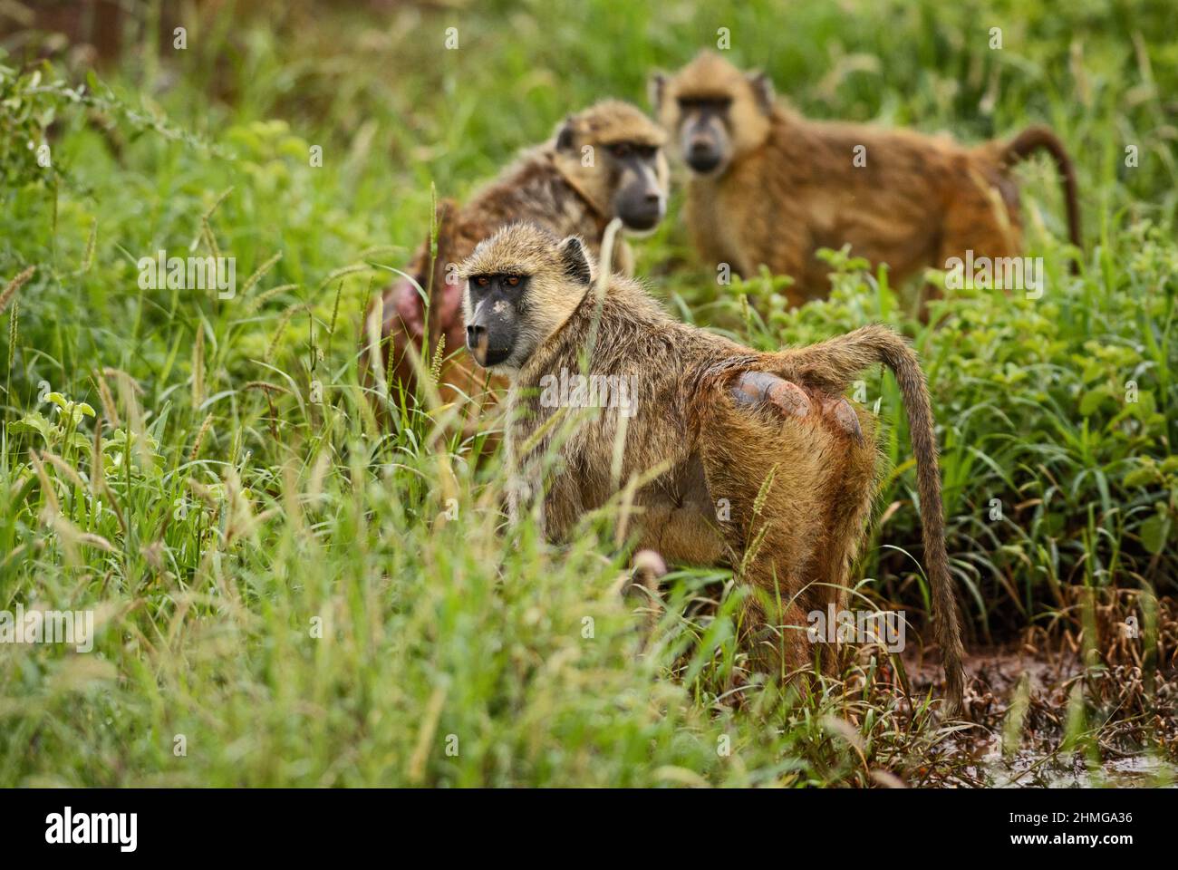 Gelber Pavian - Papio cynocephalus, großer Bodenprimat aus afrikanischen Savannen und Sträuchern, Amboseli, Kenia, Afrika. Stockfoto