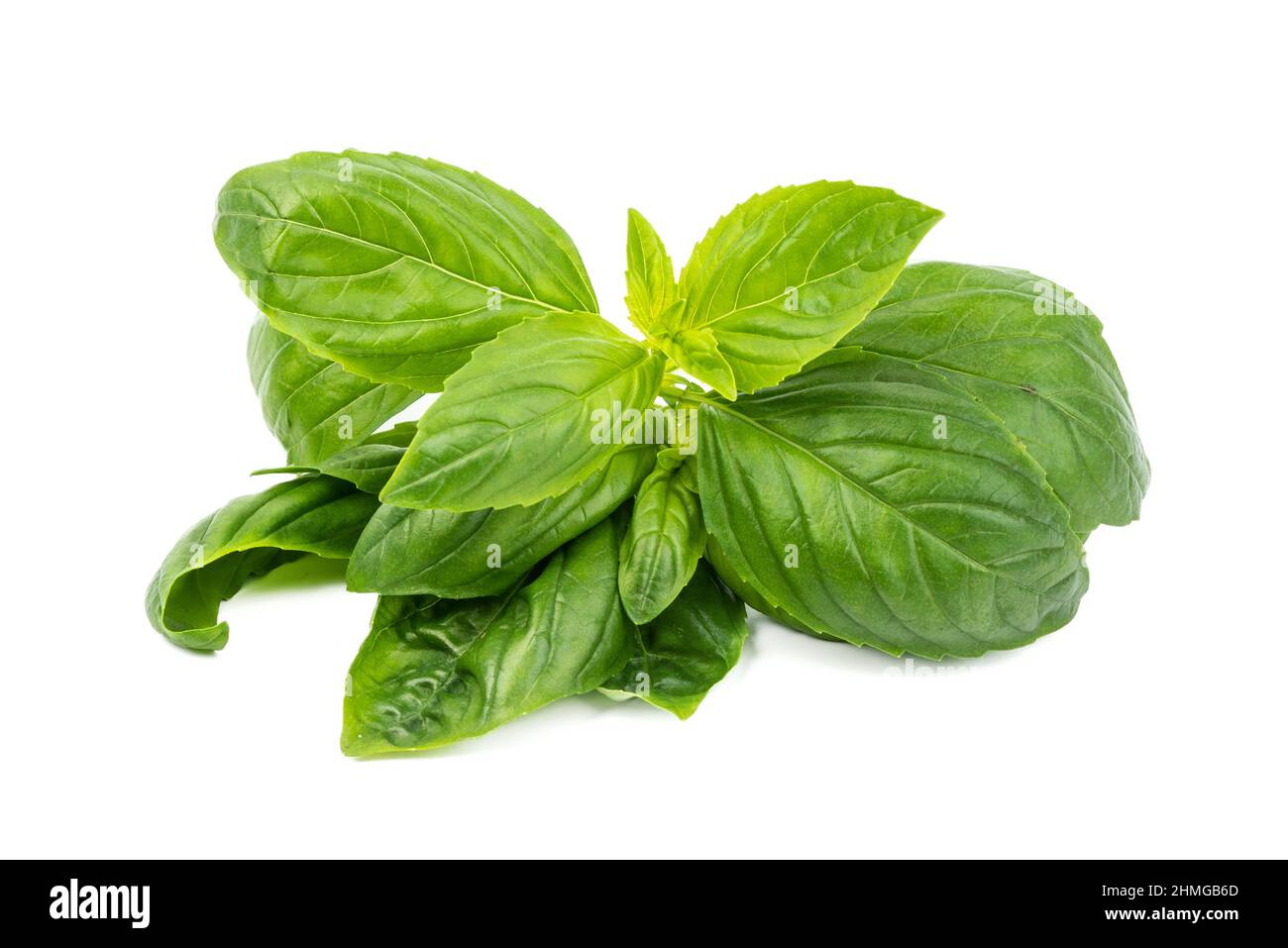 Frisches Basilikum (ocimum basilicum) auf weißem Hintergrund. Stockfoto