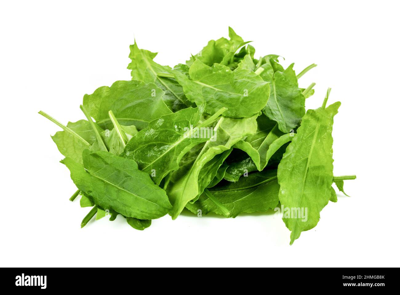 Neues Erntegrün-Sauerampfer auf einem isolierten weißen Hintergrund Stockfoto