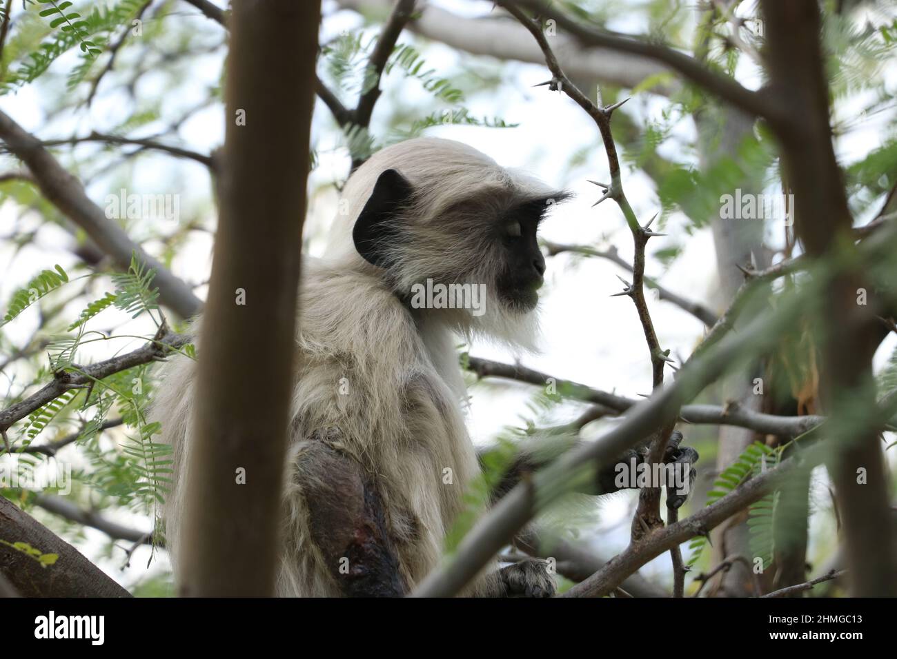 Wald im Affen, der auf einem Baum sitzt. Stockfoto