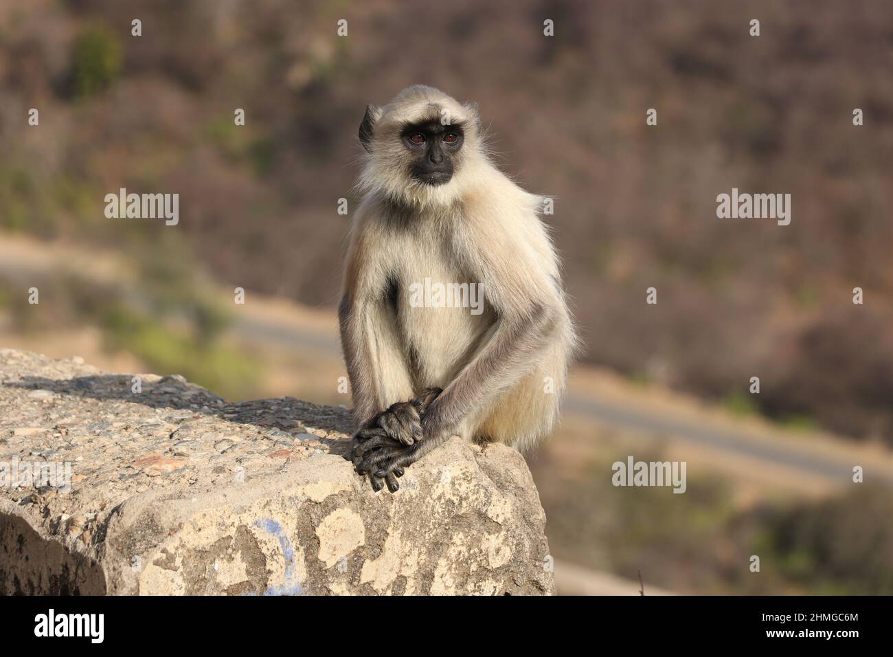 Affe allein im Wald sitzen. Stockfoto