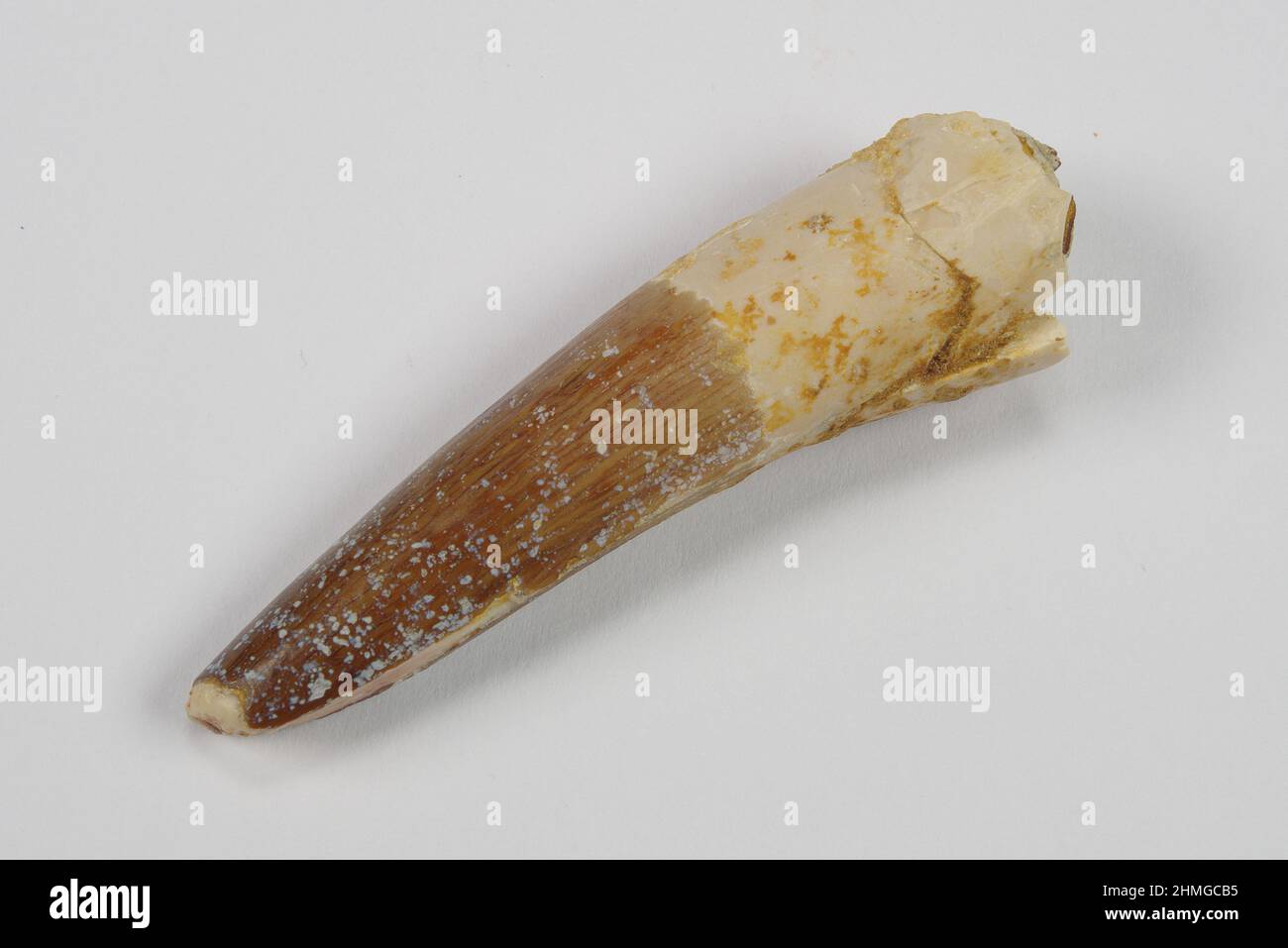 Plesiosaur-Zahn - ein marines Reptil, das von der späten Trias bis zur späten Kreidezeit vor 204 bis 66 Millionen Jahren existierte) Stockfoto