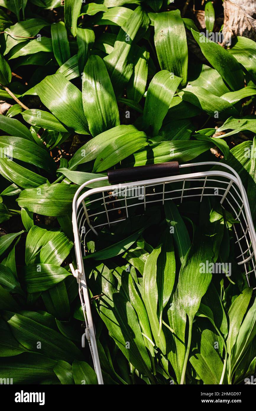 Frisch gepflückter Bärlauch, Ramson in einem weißen Metallkorb auf dem Tisch mit Leinentischtuch. Frühlingskräuter. Vegane Küche. Sauberes Essen. Saisonal Stockfoto