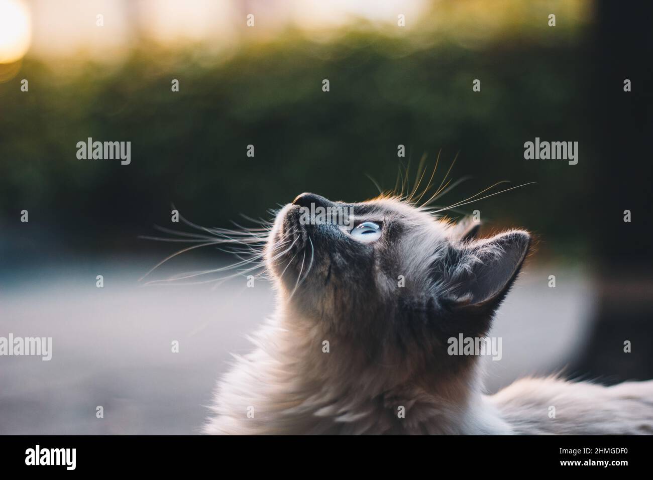 Nahaufnahme einer weiblichen Ragdoll-Katze Stockfoto