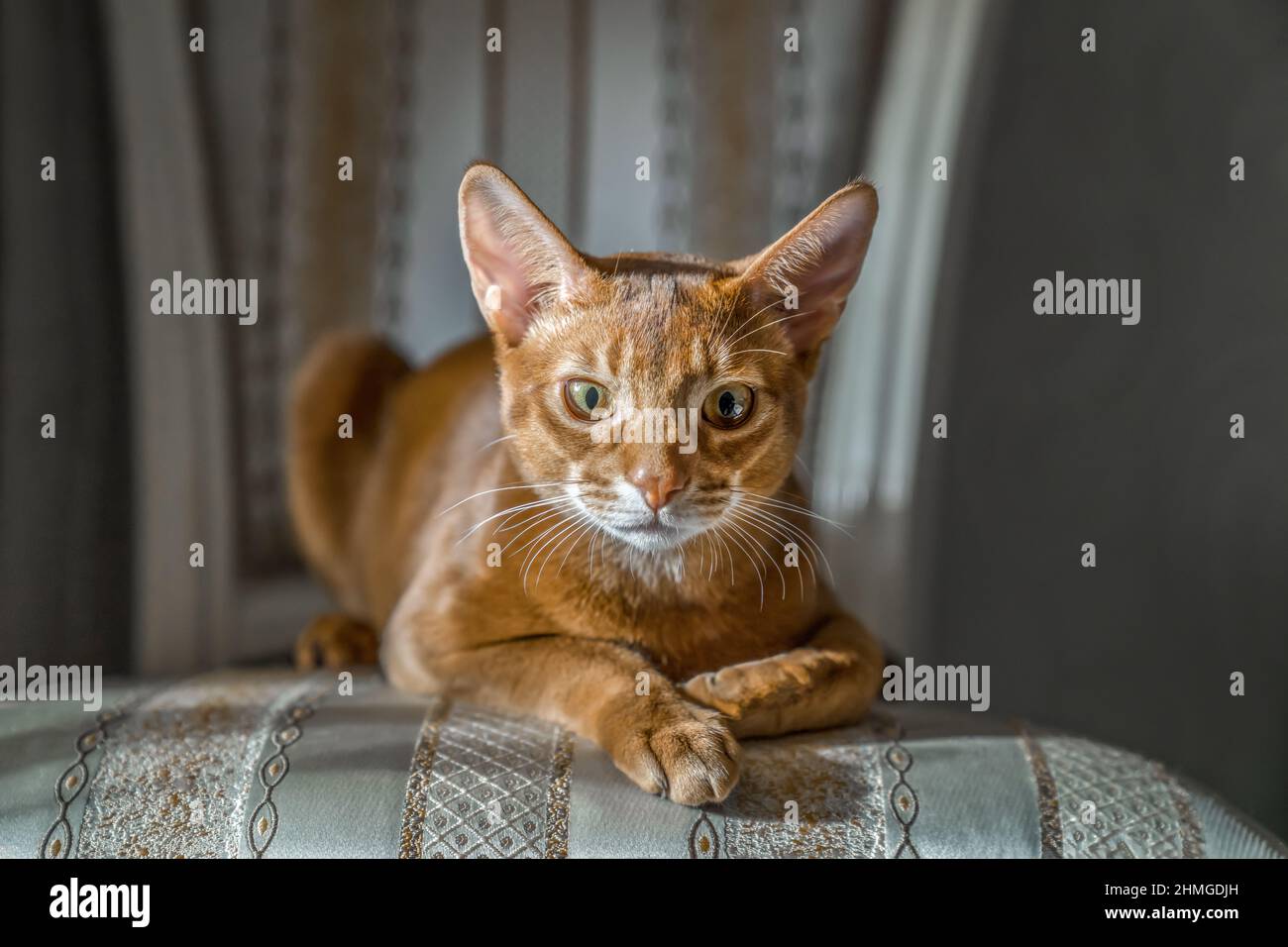 Rote Katze von Abessinier Rasse liegt auf Stuhl in Sphinx-Pose, schaut in die Kamera, . Zum Aufnehmen. Stockfoto