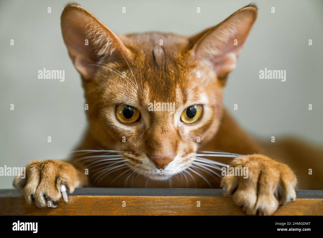 Die rote Katze der Abessinier-Rasse liegt auf dem Stuhl und blickt in die Kamera, in den Fang und in die Pfoten Stockfoto