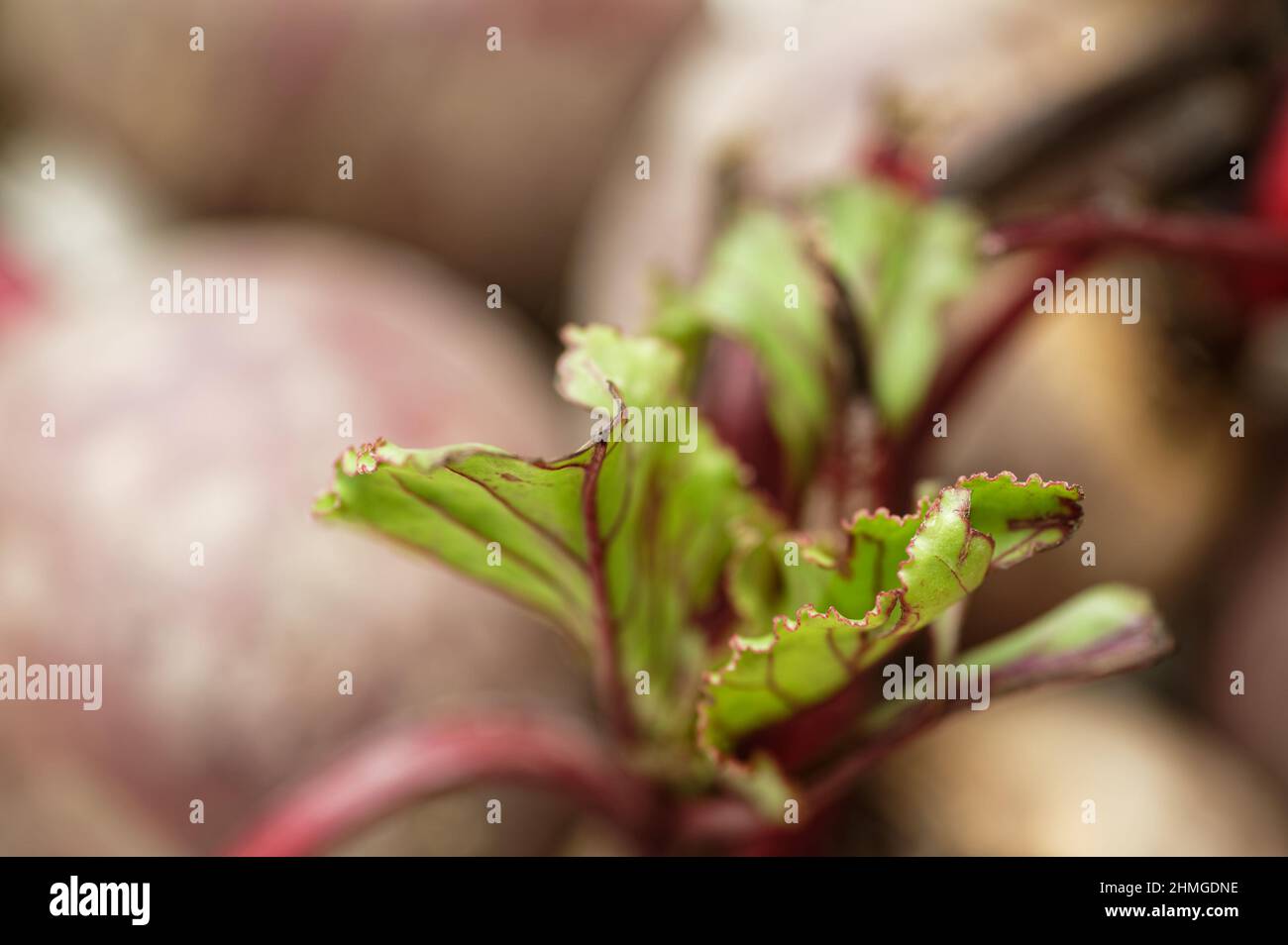 Grüne und rote Rote Rote Bete Blätter auf einem Haufen Rote Beete Stockfoto