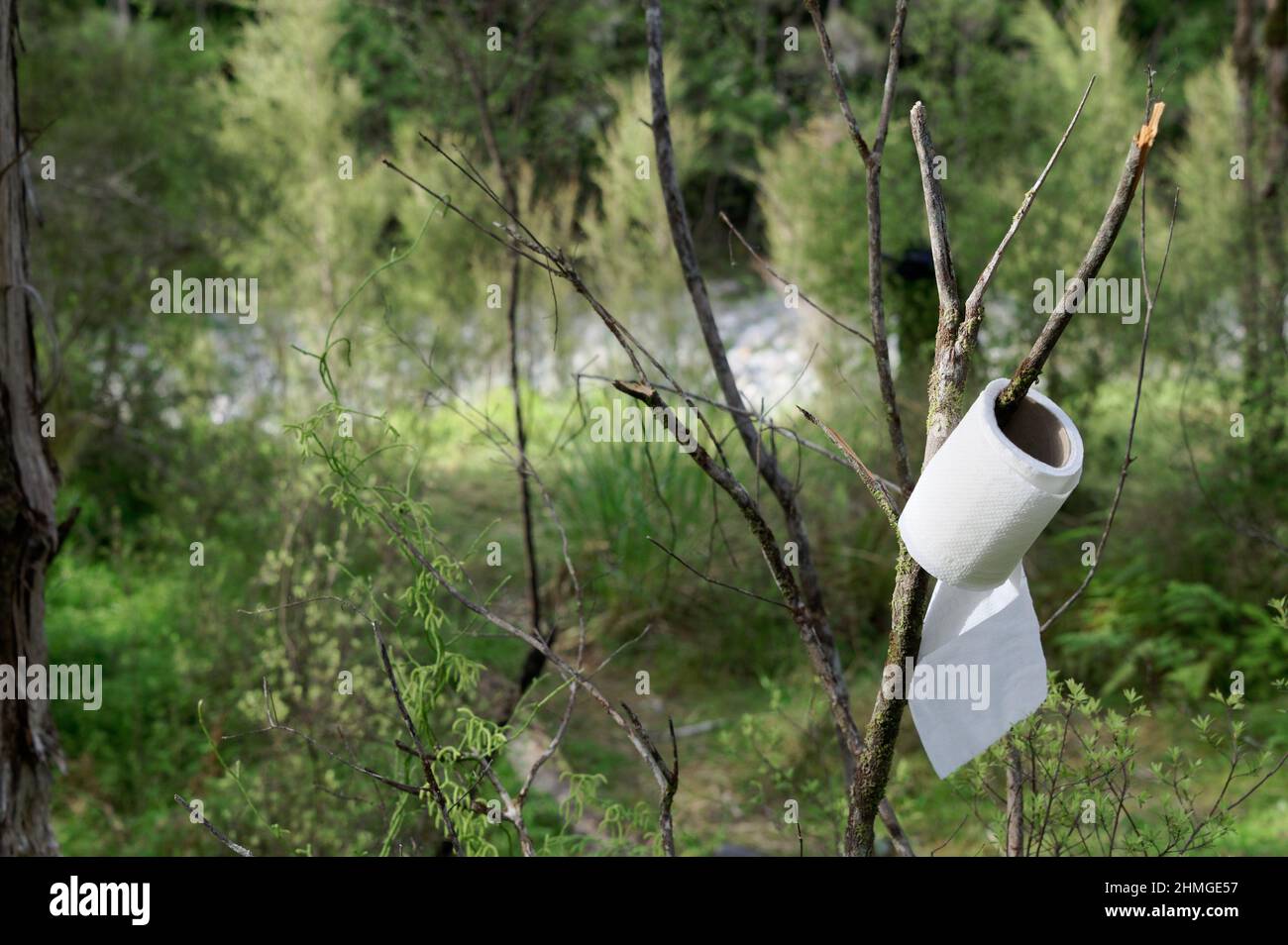 Toilettenpapier wird während des Campens an einem Baumzweig aufgehängt. Dies deutet darauf hin, dass die Lagerklo leer ist. Stockfoto