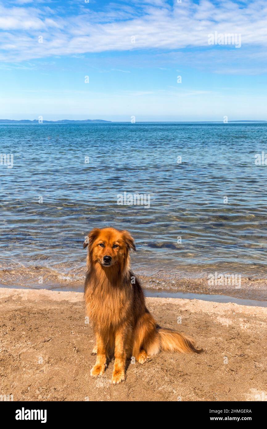 Posiert schönen Hund am Meer, Kroatien, Europa. Stockfoto