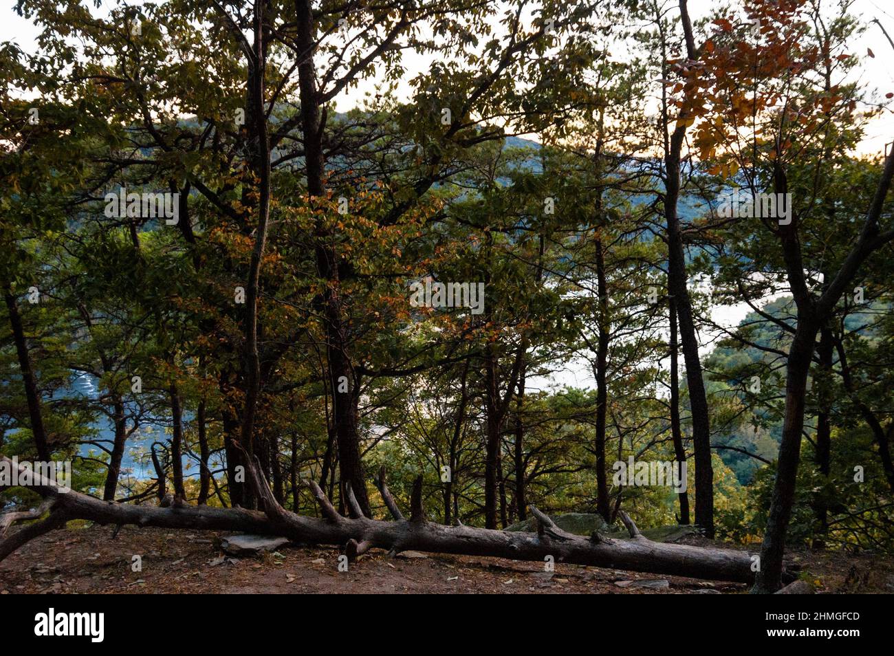 Der Weverton Cliff Trail in Maryland führt Sie durch einen Wald zu einem malerischen Ausblick auf den Potomac River. Stockfoto