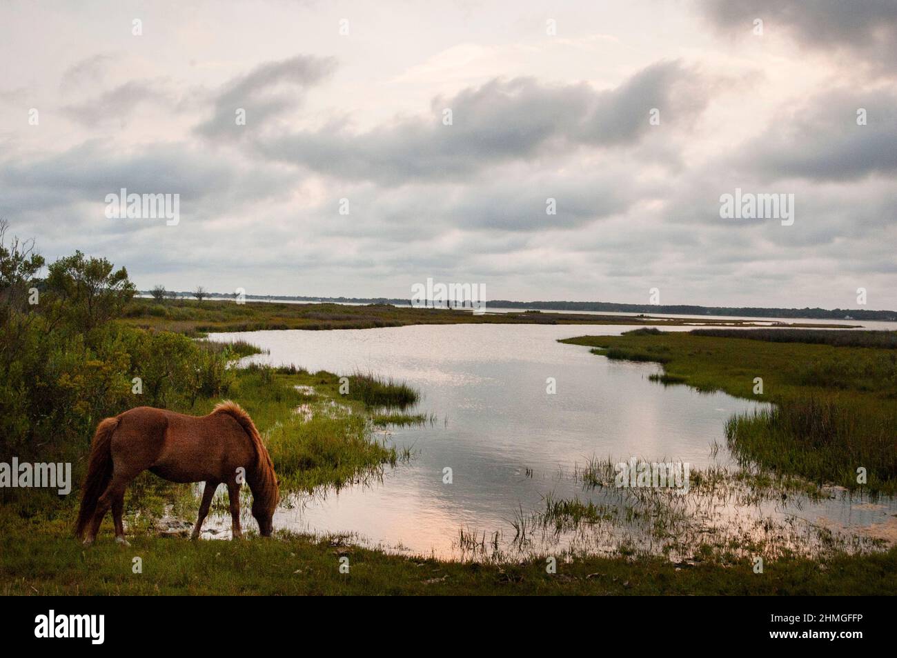 Wildes Pony an der Bucht des Assateague Island State Park in Maryland. Stockfoto