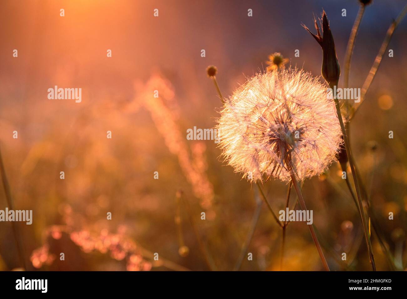 Verblasste Eselin auf der Wiese bei Sonnenuntergang. Stockfoto