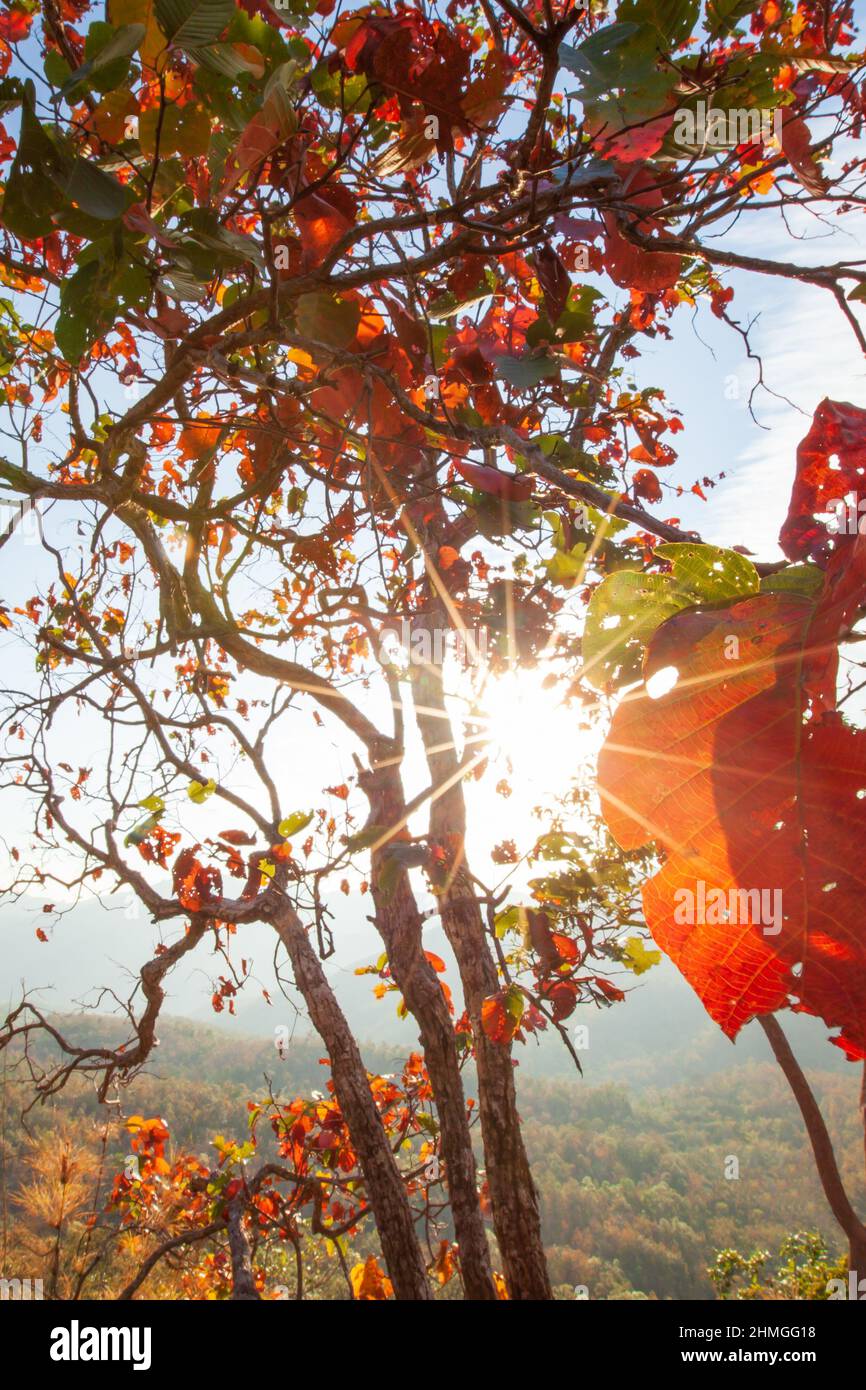 Farbenfroher Tropenwald im Sommer scheint die Sonne durch wilde Bäume auf bunten Blättern im Vordergrund. Nam Nao Nationalpark, Thailand. Stockfoto