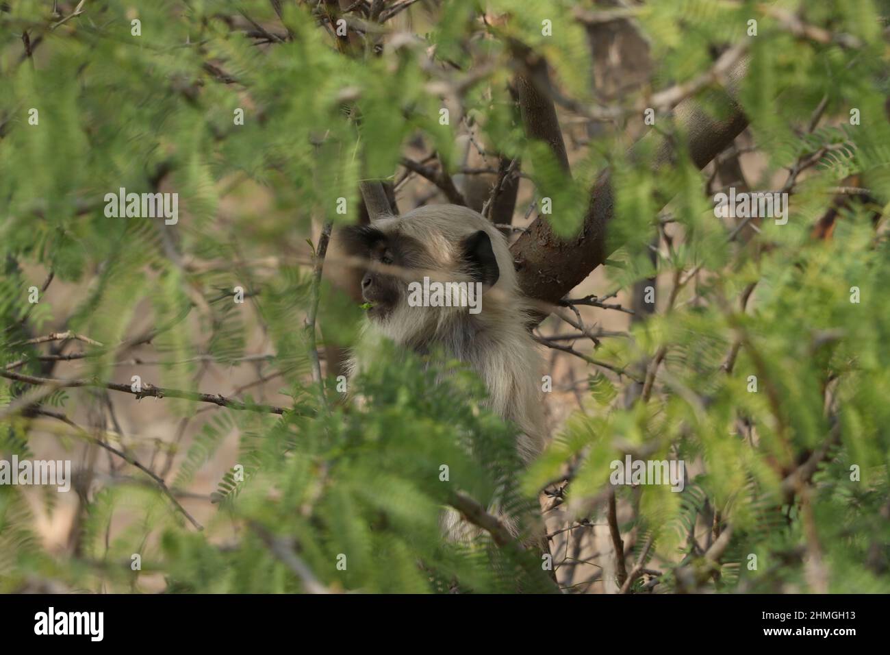 Affe allein im Wald sitzen. Stockfoto
