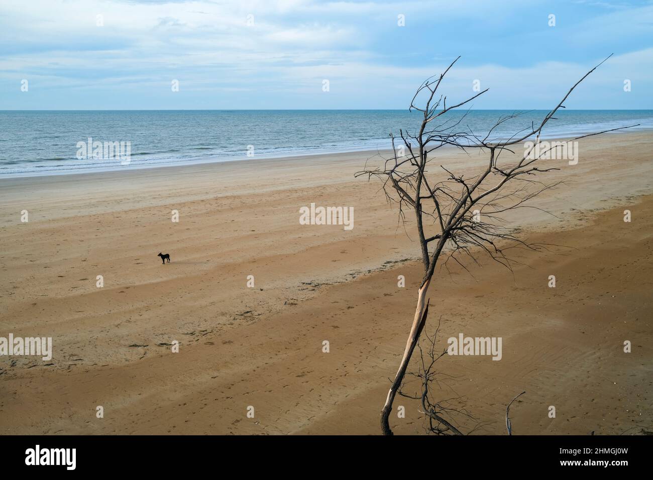 Hund am menschenleeren Strand und toter Baum Stockfoto