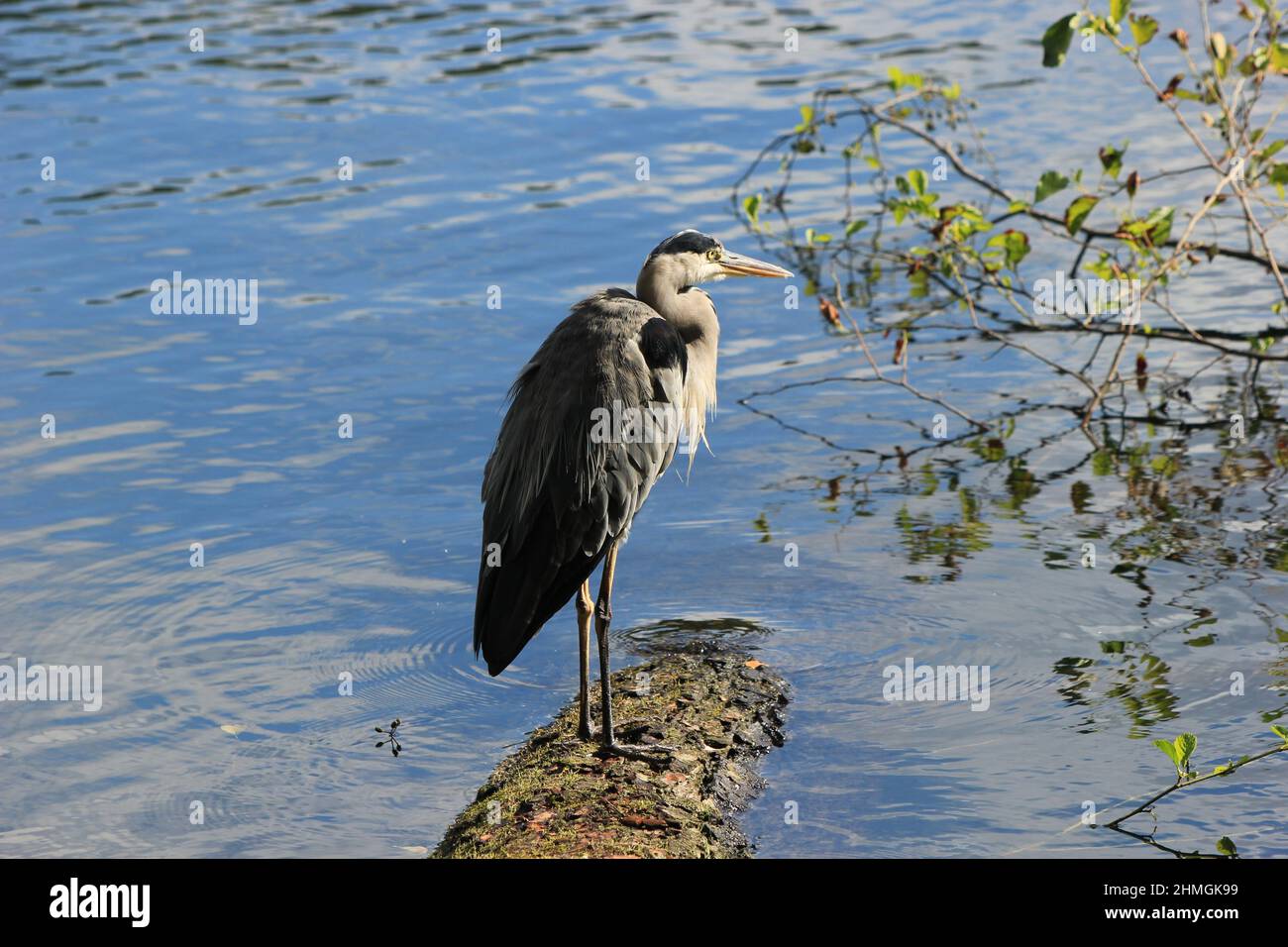 Ein Reiher auf einem Stamm Stockfoto