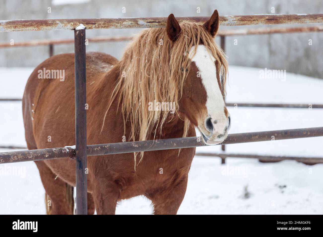 Braunes pelzigen Pflug Pferd im Paddock auf dem Bauernhof in der Wintersaison Stockfoto