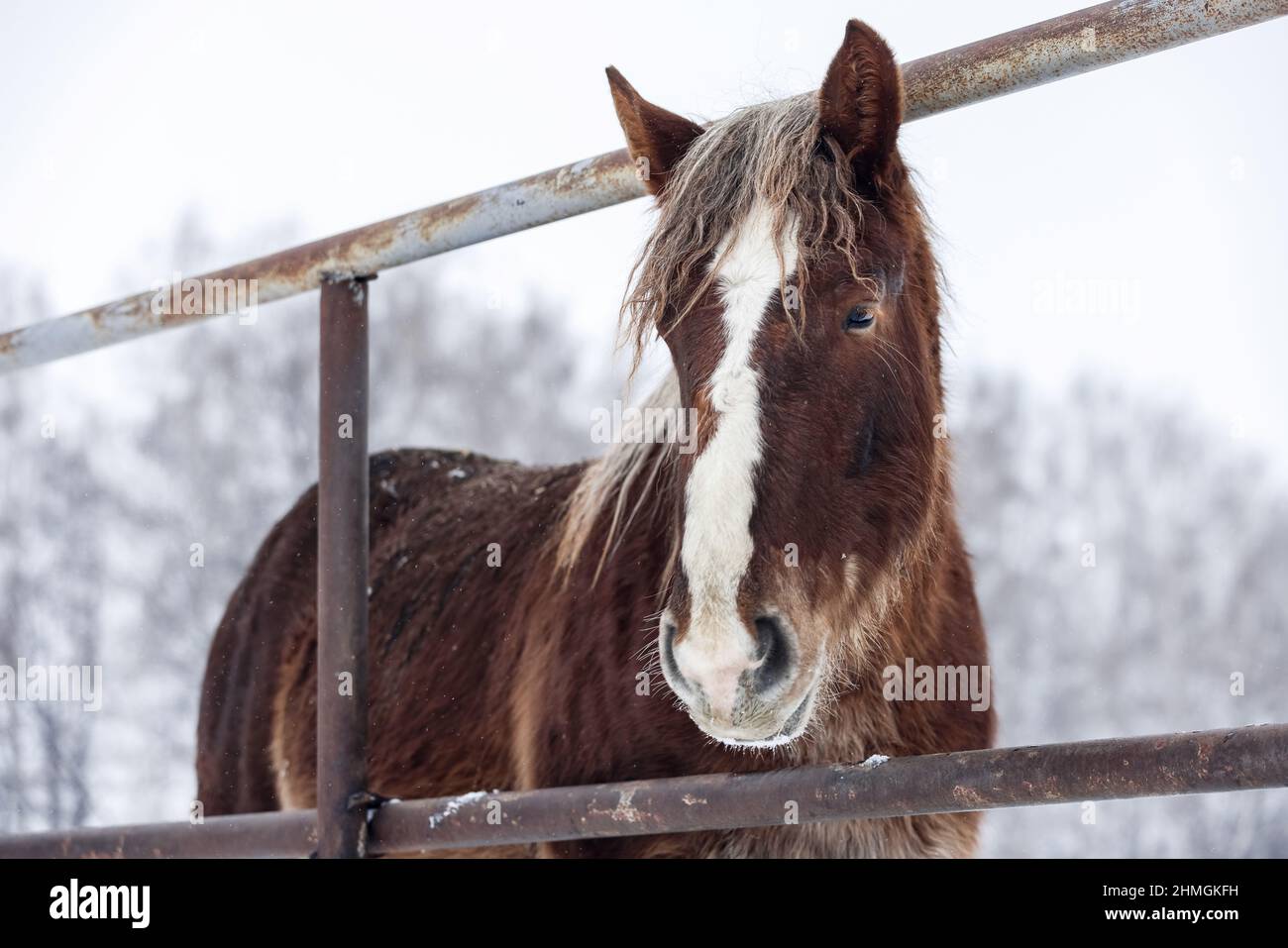 Braunes pelzigen Pflug Pferd im Paddock auf dem Bauernhof in der Wintersaison Stockfoto