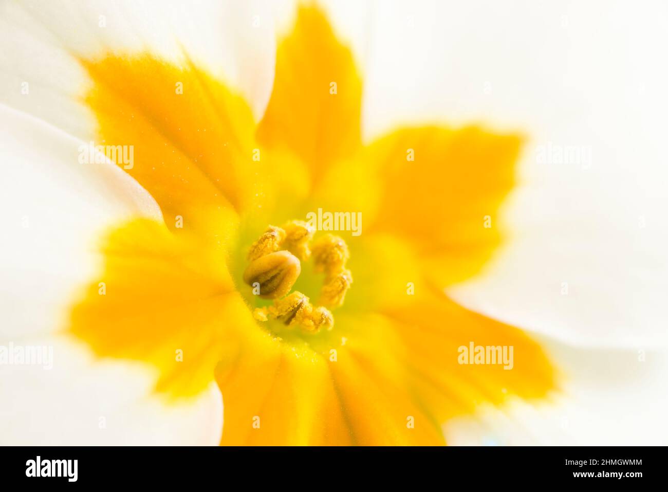 Eine Nahaufnahme einer farbenfrohen Primula vulgaris (Primula vulgaris) Blume. Stockfoto