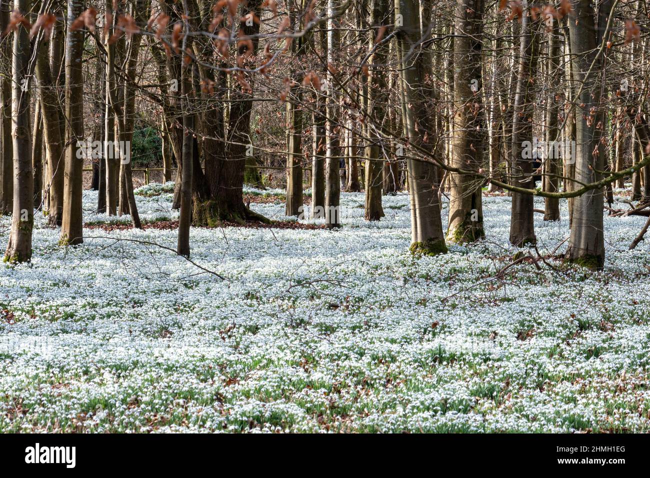 Schneeglöckchen im Welford Park, eine beliebte Besucherattraktion im Februar in West-Bekshire, England, Großbritannien Stockfoto