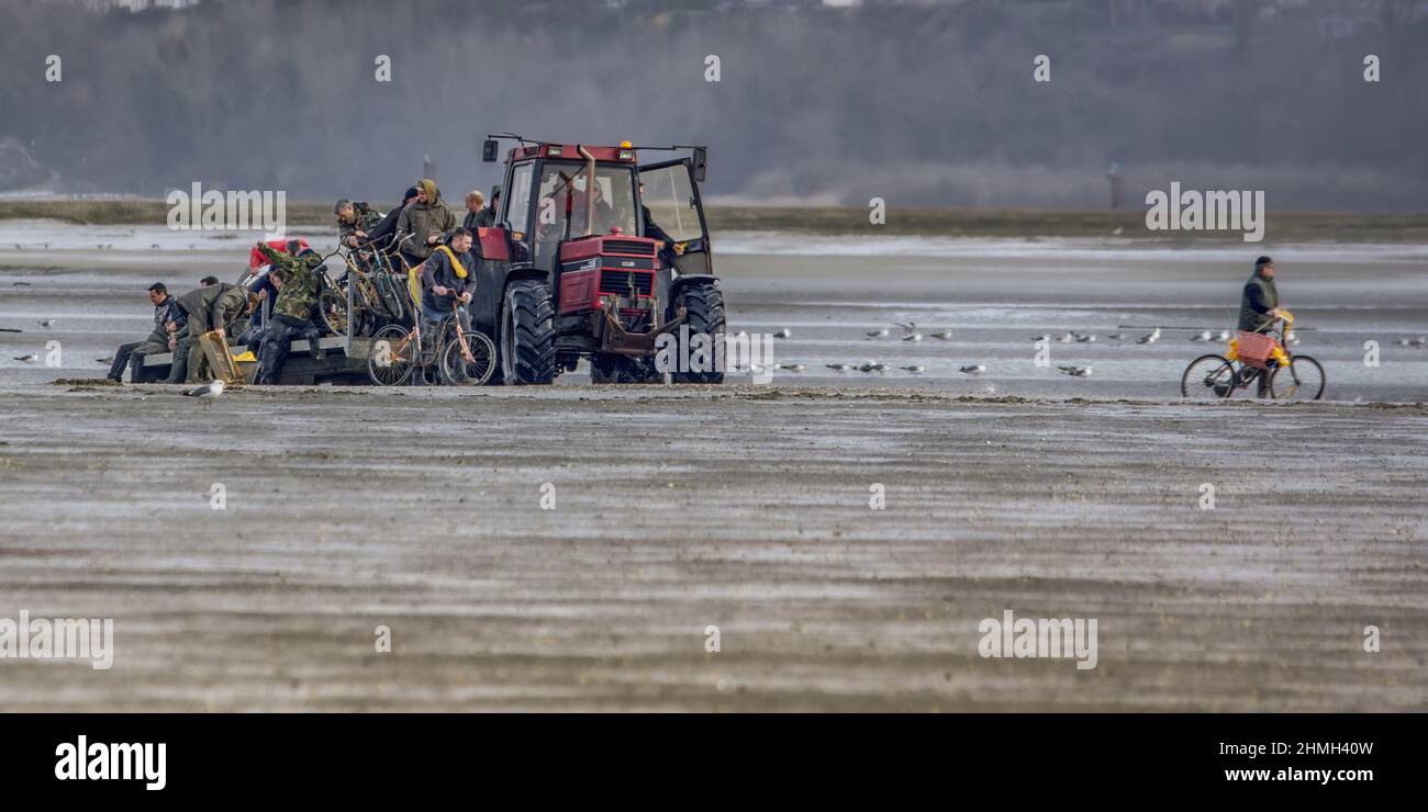 Tracteurs et remorques pêche à pied en baie de Somme Stockfoto