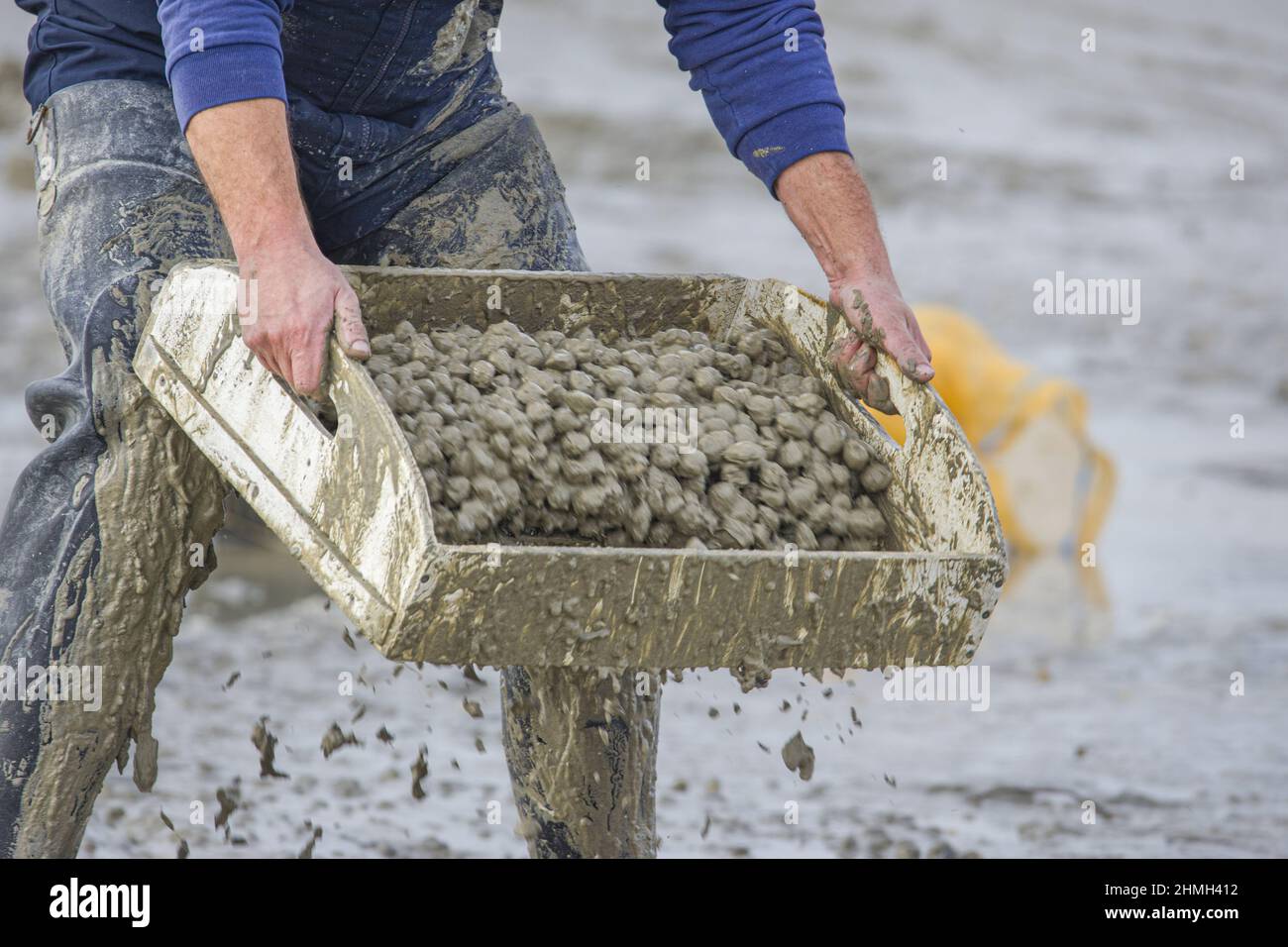 pêche à pied, coques, hénons, baie de Somme, vélo, Tracteur, Stockfoto