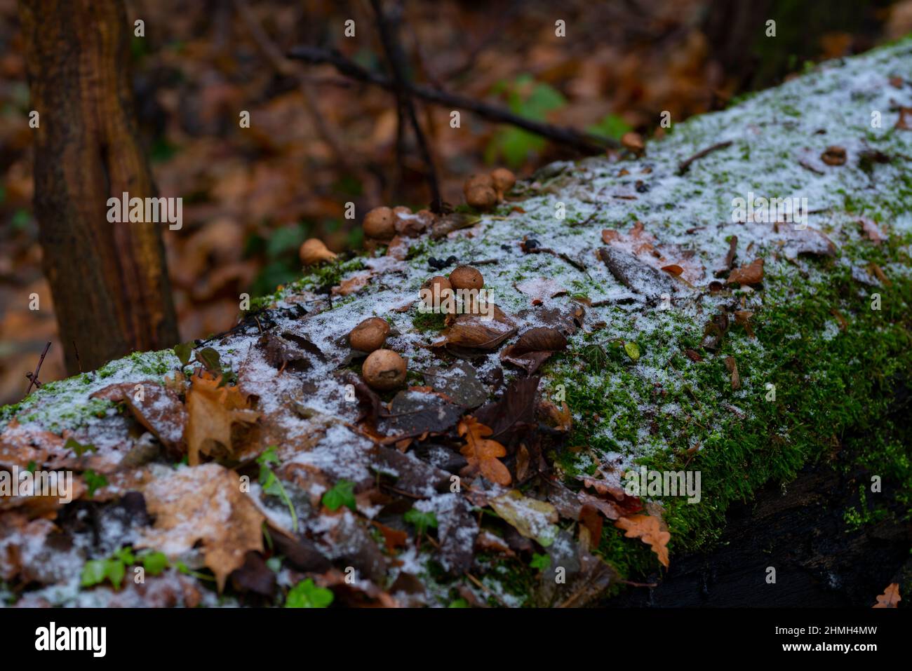 Wilde Pilze und ein wenig Schnee im Winter auf einem toten Baumstamm Stockfoto