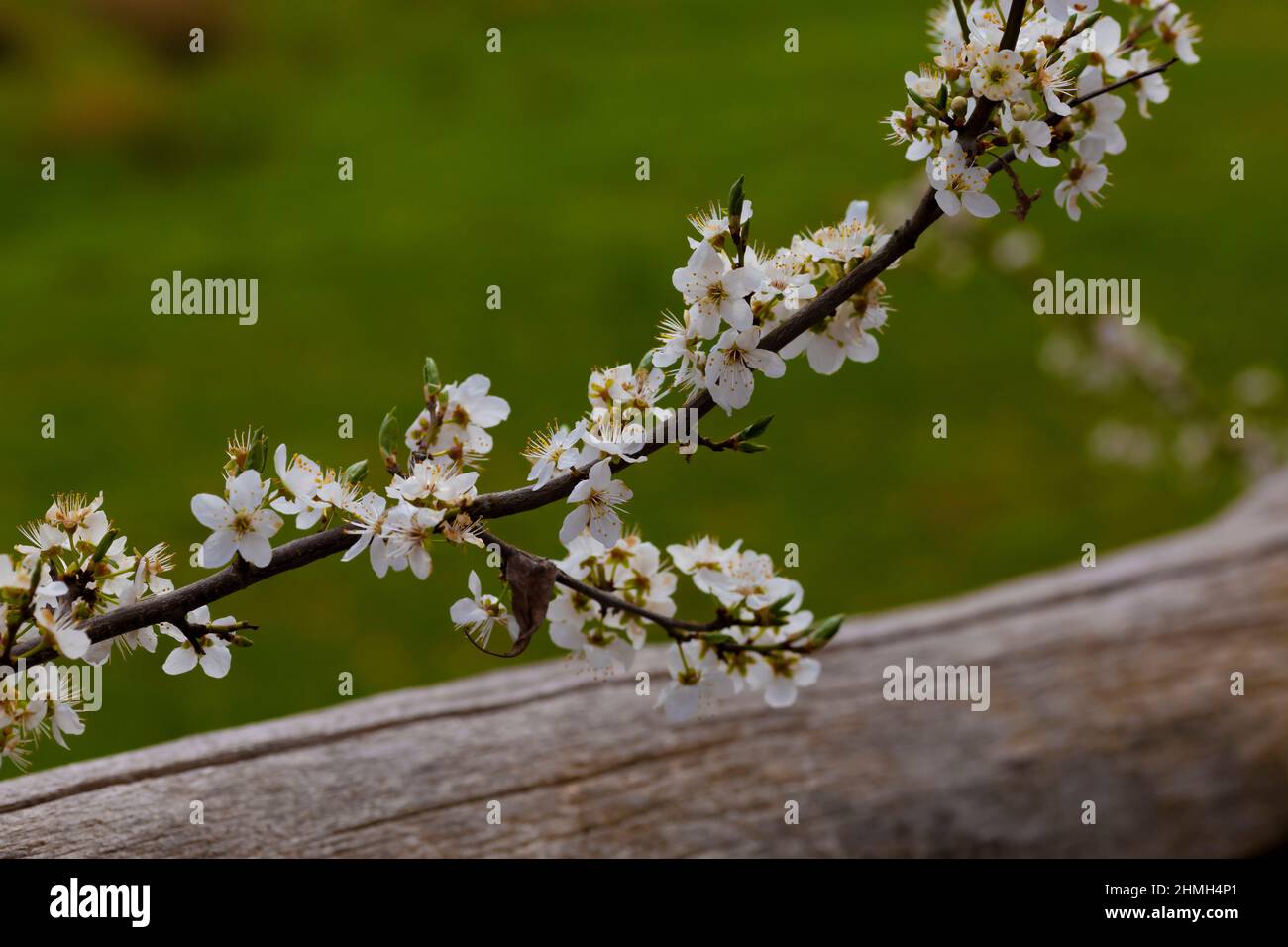 Blühte im Frühjahr auf einem Zweig eines Pflaumenbaums, geringe Schärfentiefe Stockfoto