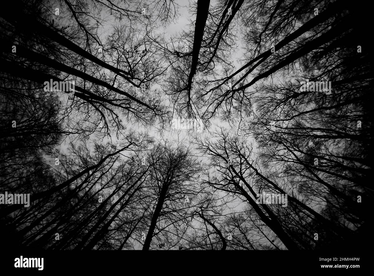 Baumkronen ohne Blätter im Winter im Wald, schwarz und weiß Stockfoto