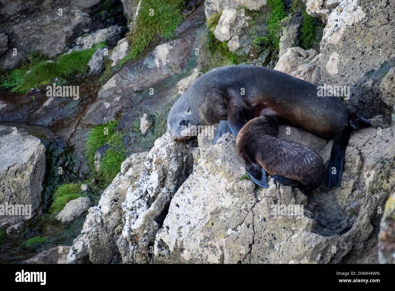 Neuseeländischer Seehundjunge und Mutter während der Fütterungszeit. Stockfoto