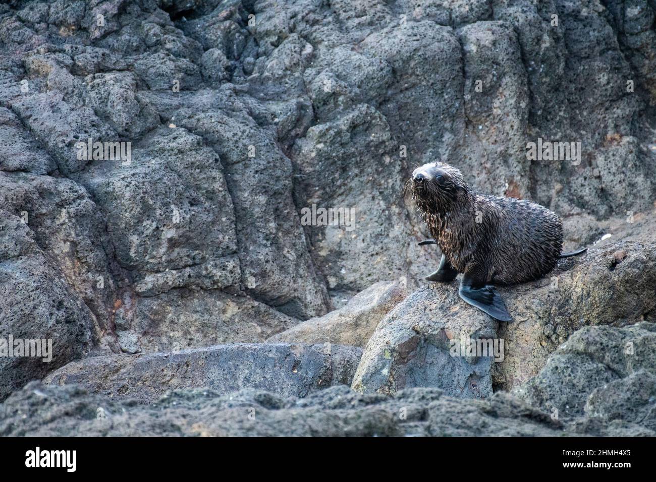 Neuseeländischer Seehundjunge wartet darauf, dass seine Mutter sich ernährt. Stockfoto