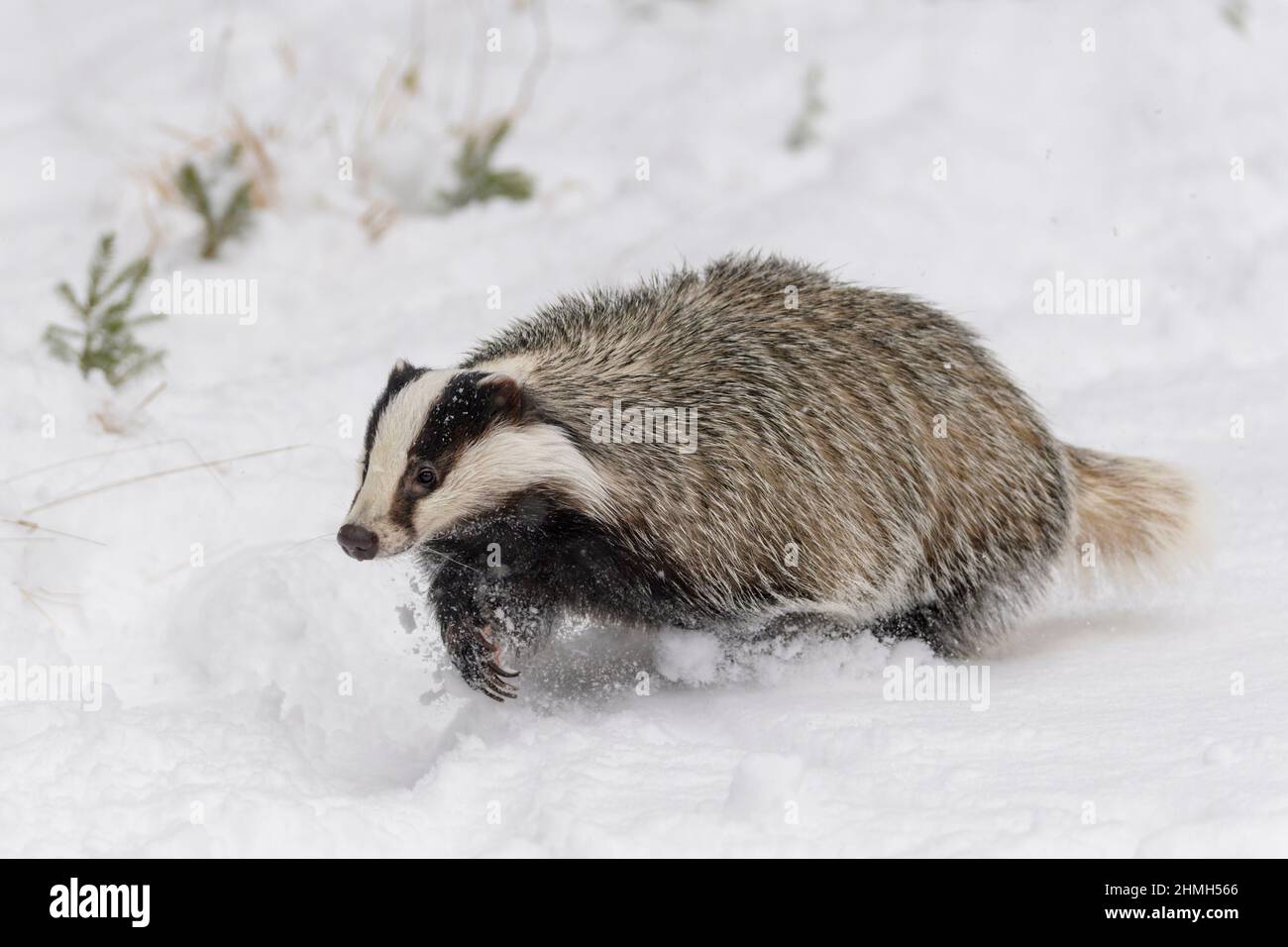 Dachs, Meles meles, im Winter Stockfoto